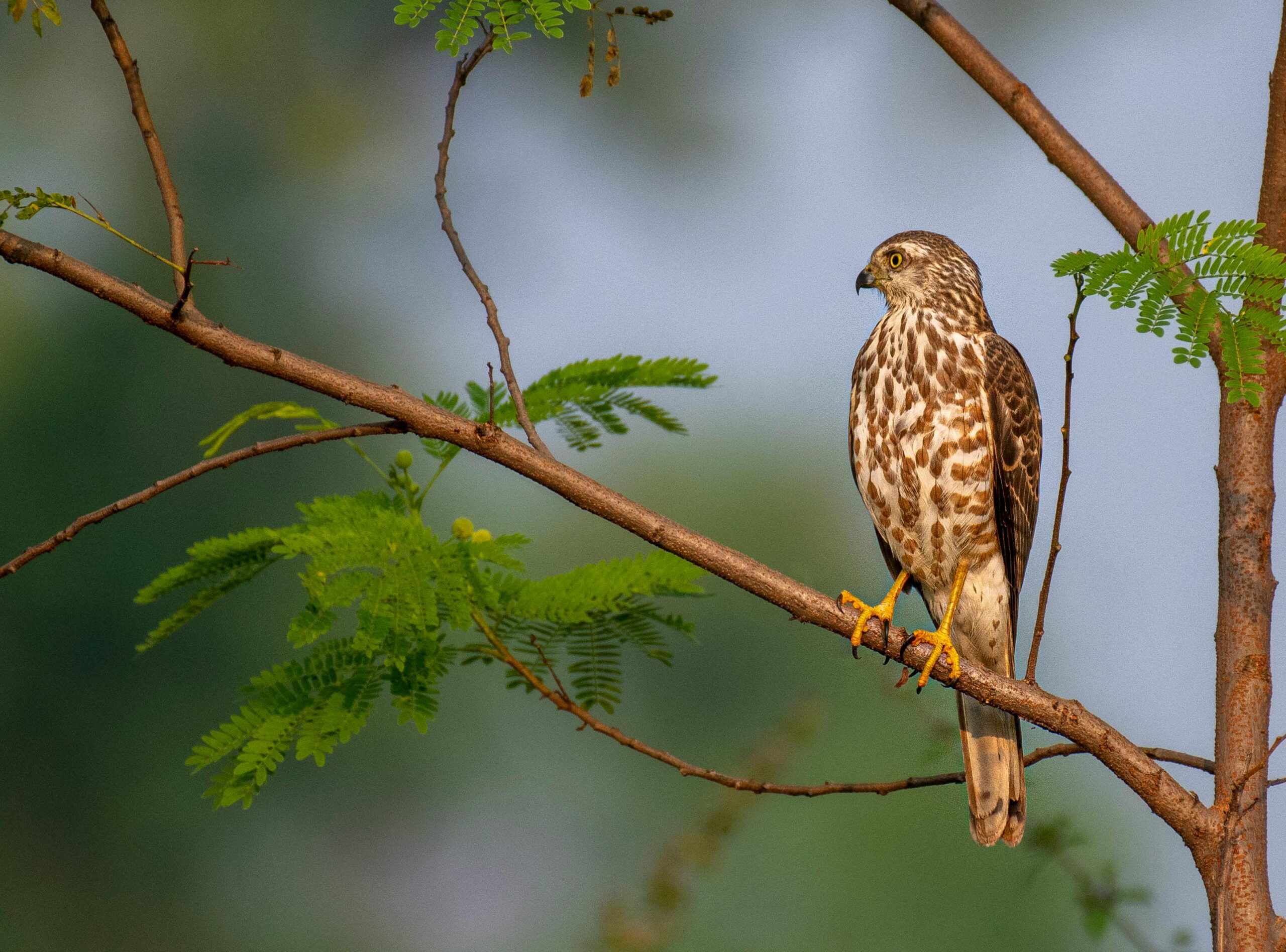 sitio de avistamiento de aves en colombia